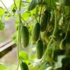 50 Paris Green Gherkin Seeds - SemiSauvage Permaculture