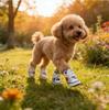 Denim Dog Shoes - Breathable Casual Shoes for