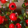6-Fruit Artificial Pomegranate Branches DIY Fake Plants Simulation Foam Fruit Tree  Home Garden