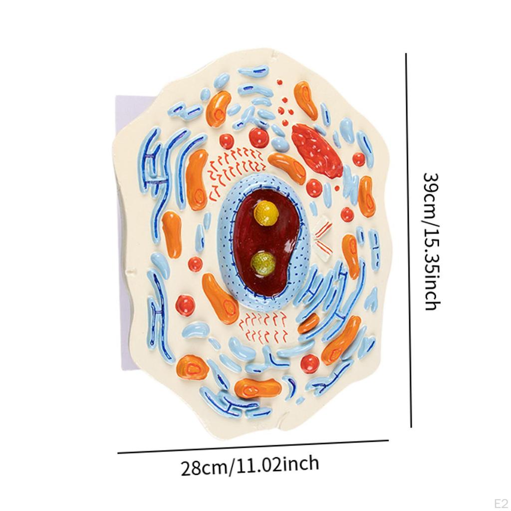 Cell Anatomy Model Anatomical Educational Stem Kit Biology Science Projects