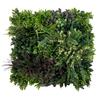 Zielona ściana - panel roślinny - wine garden b - uv 50 x 50