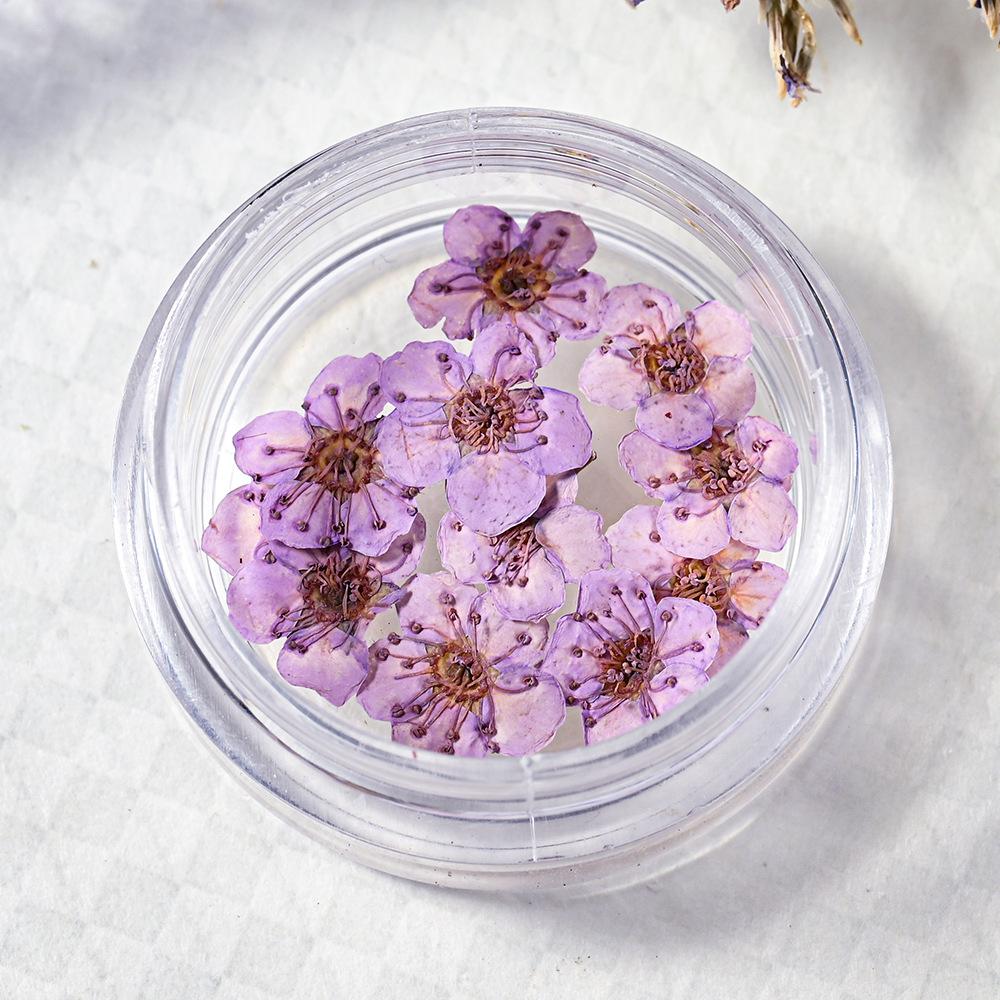 10PCS/Box Small Daffodil Dried Flower for Nail Art Decorations Natural Real Pressed Flower Making up Phone Case Mold Making