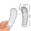 G Point Stimulation Finger Sleeves Clitoris Massage Sex Toys For Women Penis Rings Sex Delay Couples Games Delay Reusable Condom