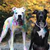 12 Pezzi Bastoncino Colorante per Pelo di Animale Cane Vernice Colorante per Pelo Pennarelli Temporanei Colore Capelli Sicuro Stick per Styling Accessori per Animali