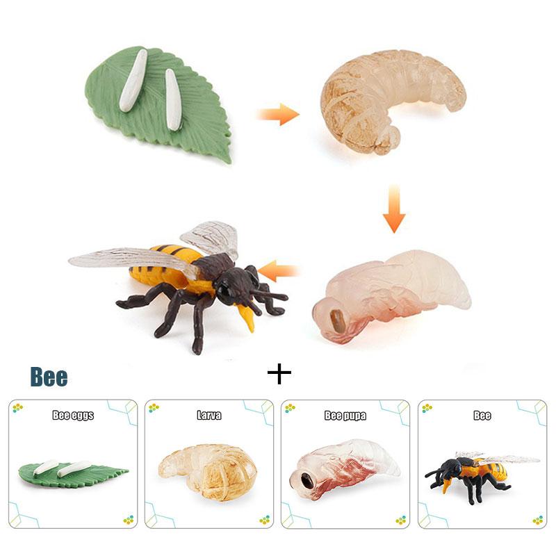 Toys Model Educational Simulated Animal Card Set Insect Plant Growth Cycle Cognitive Montessori Parish Home Open Learning Kids