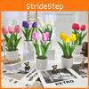 Flower Green Tulip Plant Riverstones Bonsai For Photography And Decor Office