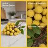 Handwerkskunst Simulation Longan Lebensecht Obstmodell Heimdekoration Künstliche Frucht Blumenarrangement