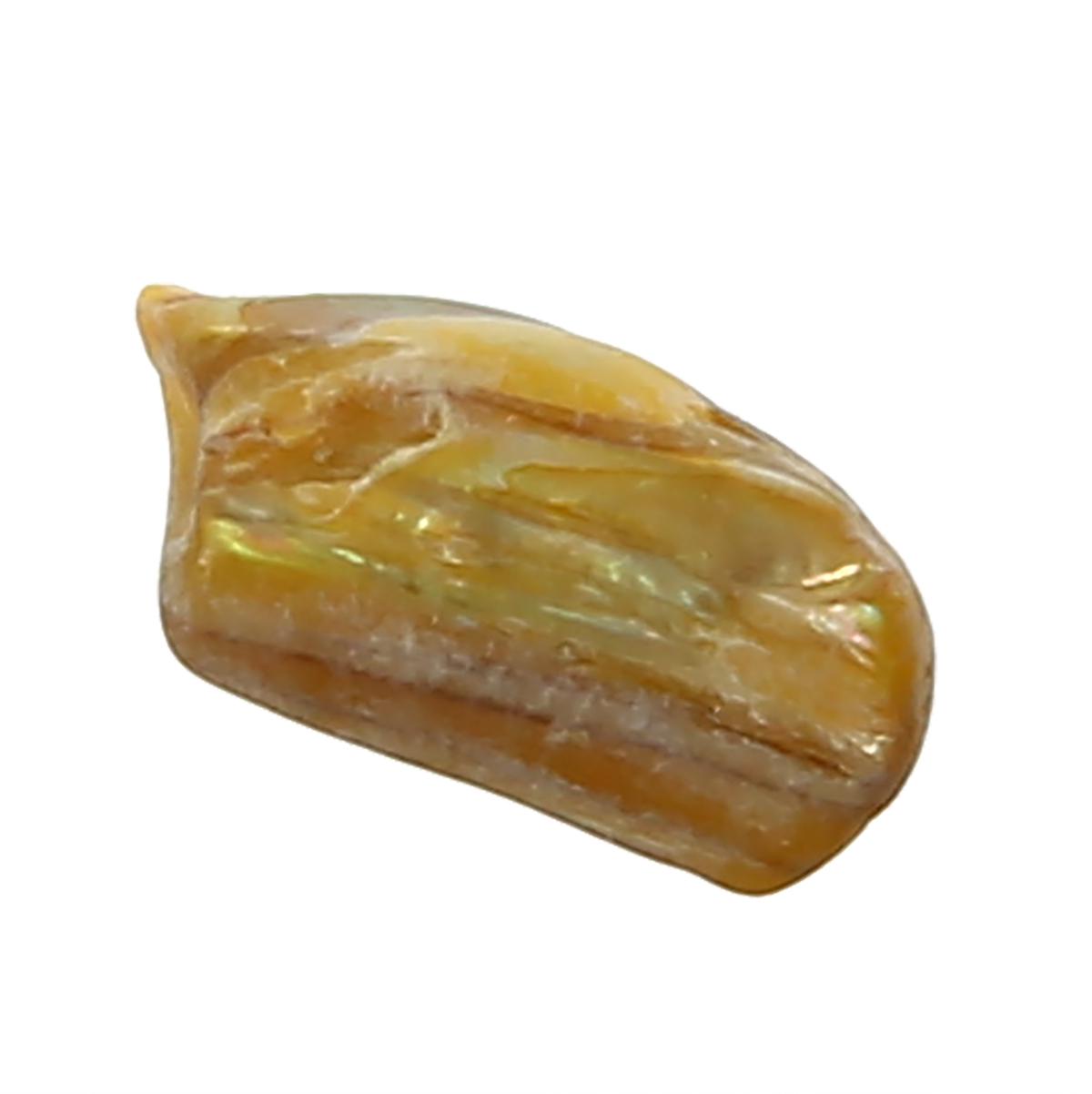 Shell fragment. Shell fragment