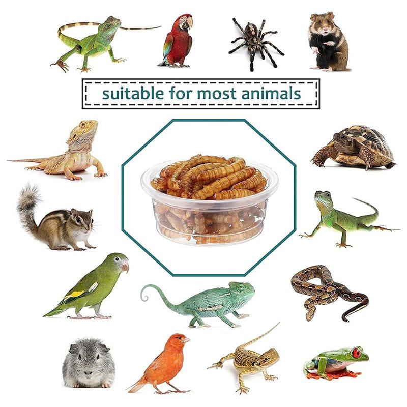 Reptile Feeding Bowls 120 Pcs Crested Gecko Food And Water Feeding Cups, For Lizard And Small Pet Ledge Supplies Feeder