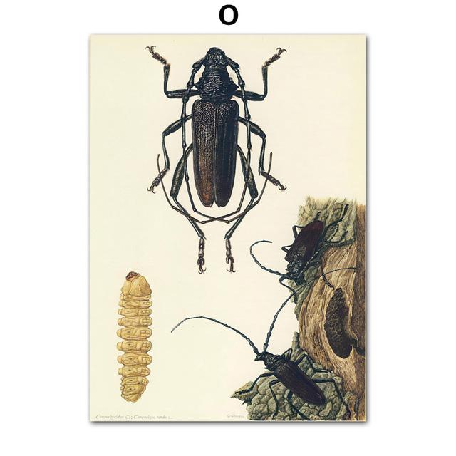 Vintage Beetle Insect Poster Specimen Retro Illustration Wall Art Canvas Painting Posters and Prints Picture for Living Room No Frame