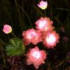 Solar Garden Light Lotus Lawn Light Outdoor Garden Balcony Courtyard Villa Landscape Ambience Decorative Floor Insert Light