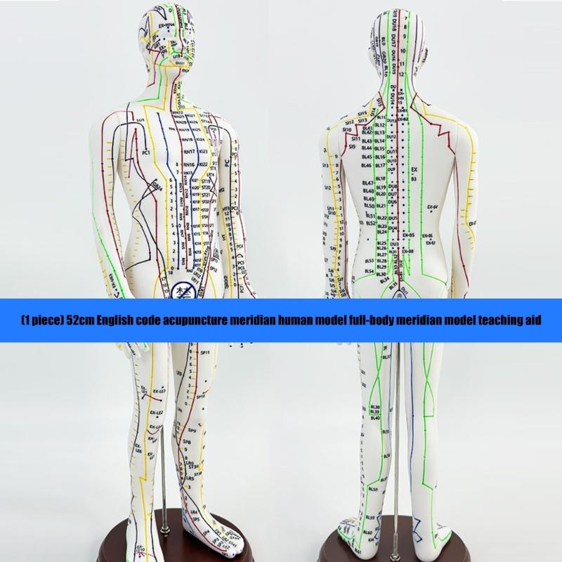 Human Acupuncture Model with Meridian Points Male Acupuncture Model Female Acupuncture Model with Numbered Chinese Point