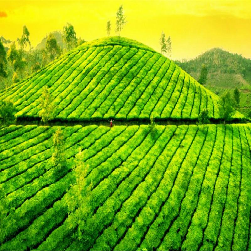500g Dahongpao Tea Cake  Wuyishan Oolong Tea Black Tea Healthy Slimming Oolong Tea