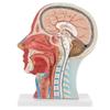 Anatomisches Medizinisches Lebensgroßes Kopf Gehirn Nacken Mittelschnitt Studienmodell
