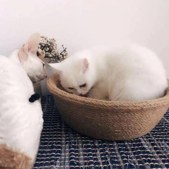 חבל סיסל טבעי Yousheng, חבל החלפה עמיד במיוחד לגירוד חתולים, לחבטת גירוד לחתולים, יצירות עשה זאת בעצמך, גינון