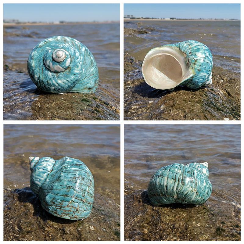 Large Conch Seashell Ornament for Wall Decor, Aquarium Aquascaping, and Sea Sound Collection