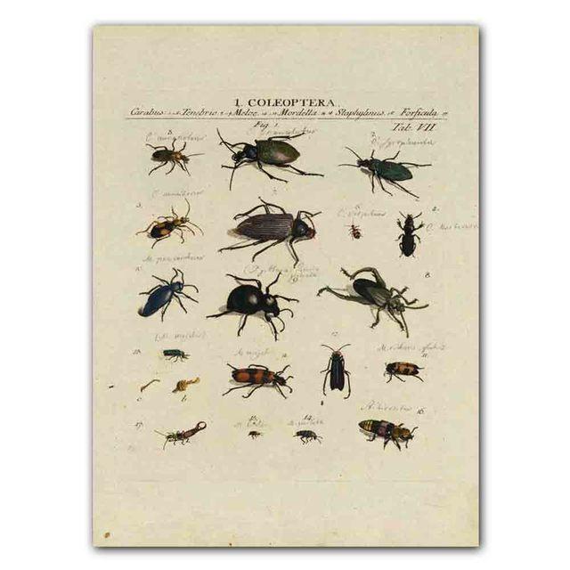 Nordic RETRO Art Canvas Painting Butterfly Insect Evolution Poster Living Room Corridor Wall Painting Home Decoration Mural No Frame