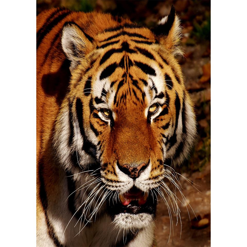 5D DIY Diamond Painting Animal Tiger Rhinestone Art Picture Full Diamond Embroidery Mosaic Home Decor Gift Kit