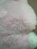 [USED] Jungkook (JUNGKOOKJK) BTS (Bangtan Boys) Doll Plush Toy
