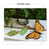 Simulation Insect Model Butterfly Growth Cycle Figurine Kids Educational Toy