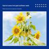 Nafu Hui Sunflower Oil