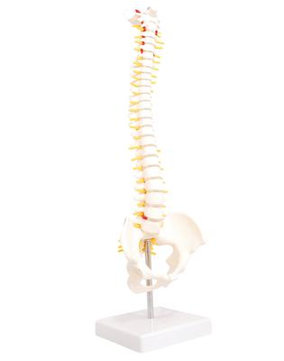 Monolife Human Anatomy Model, Spine and Pelvis Model, Spinal Column, Spinal Cord, Lumbar Vertebrae Model, 1/2 Scale Hip Joint Model (No Hip Joint)