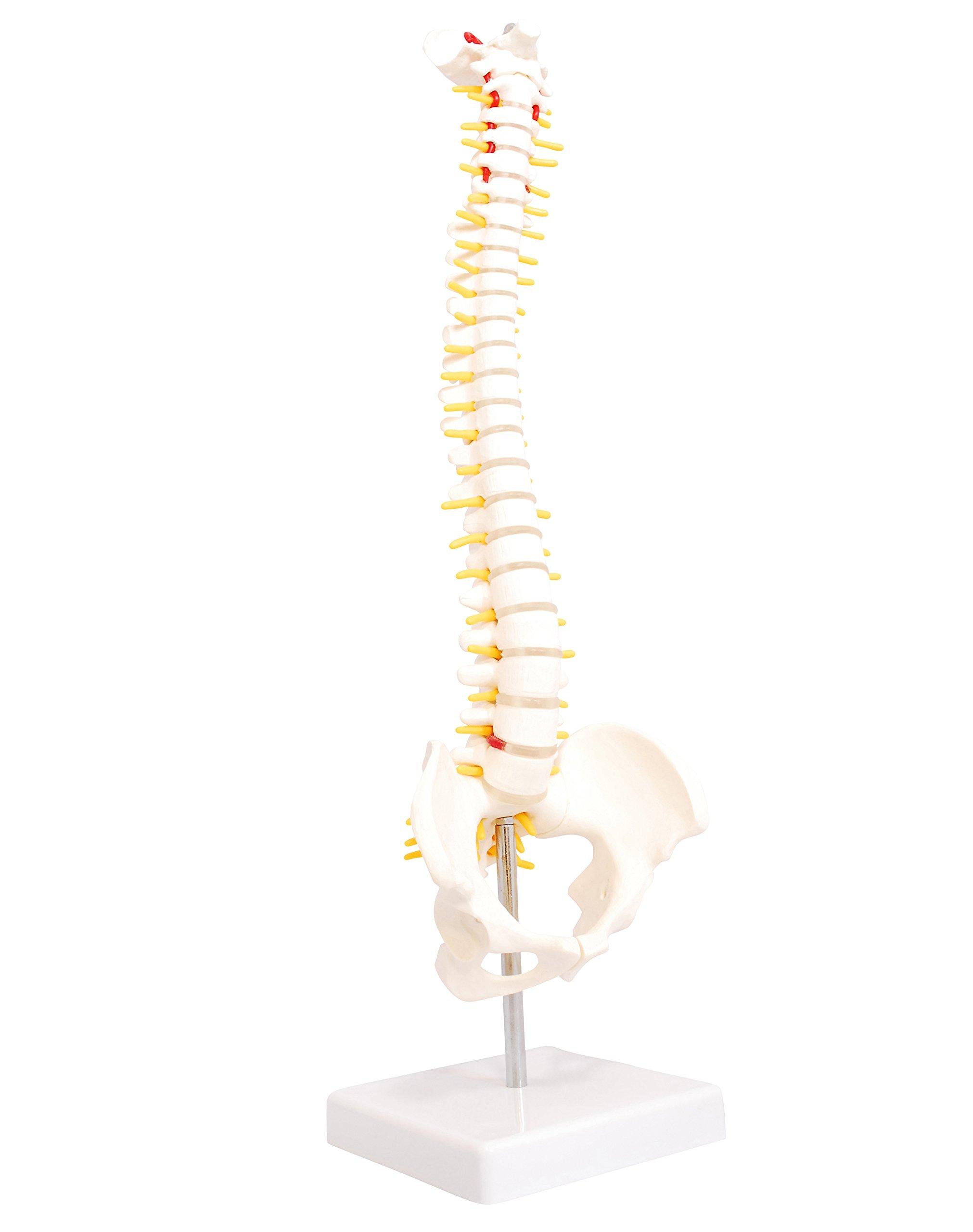 Модель анатомии человека monolife, Модель позвоночника и таза, Позвоночный столб, Спинной мозг, Модель поясничных позвонков, Модель тазобедренного сустава, масштаб 1/2 (Нет тазобедренного сустава)