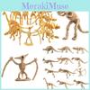 Archaeological Dig Dinosaur Skeletons Set Of 12 Lifelike Dinosaur Bone Models