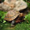 Ornamente Rășină Broască Țestoasă Animal Simulat Grădină Exterioară Vilă Curte Piscină Acvariu Aranjament Decorativ Model Peisagistic