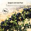 Qinghai Black Goji Berry Concentrate