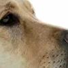 1Pcs Dog Comfort Headband Adjustable High Elastic Pet Ear Cover 2 In 1 Warm Calming Neck Scarf Dogs Anxiety Noise Relief Head