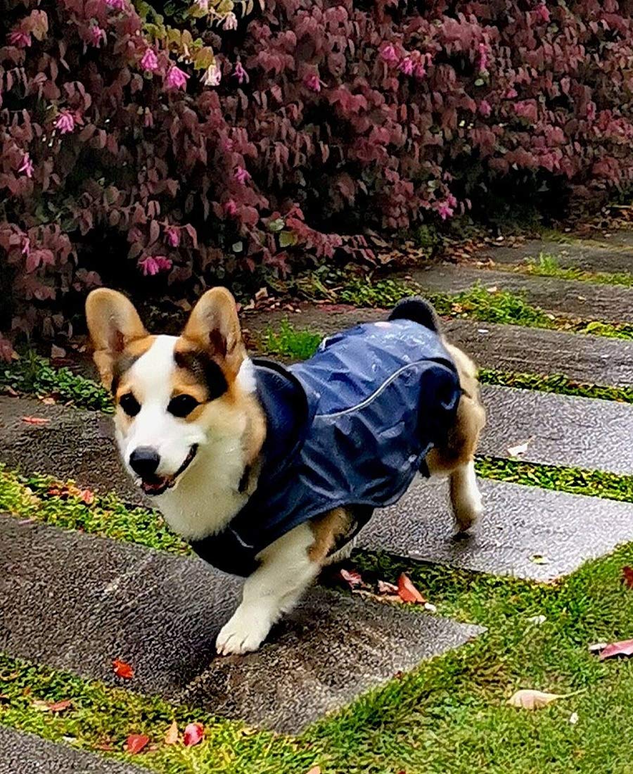 

ASMPET Dog Large включает в себя Pet Rain Полностью Dog поставляется с Dog Легко надевать и брать Защищает от дождя Dog Blue Дождевик, Собаки, Легкий,