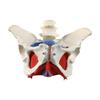 Female Pelvic Model Hip Flexible Medical Skeleton Teaching Aid for Midwife in