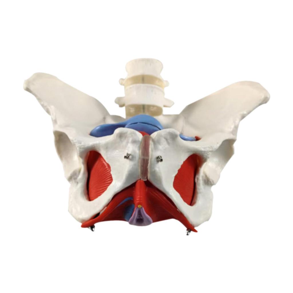Female Pelvic Model Hip Flexible Medical Skeleton Teaching Aid for Midwife in