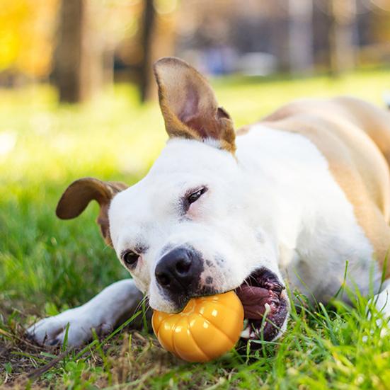 Squeaky Pumpkin Dog Toy Interactive Dog Chew Toy Teeth Cleaning Toy for Aggressive Chewers Puppy Teething