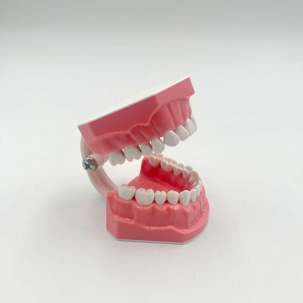 Modelo Dental No Extraíble con 28 Dientes