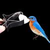 Conure Budgie Cage Accessories Vegetable Fruit Stainless Steel Clip Feeding Clamp Parrot Feeder Bird Food Holders