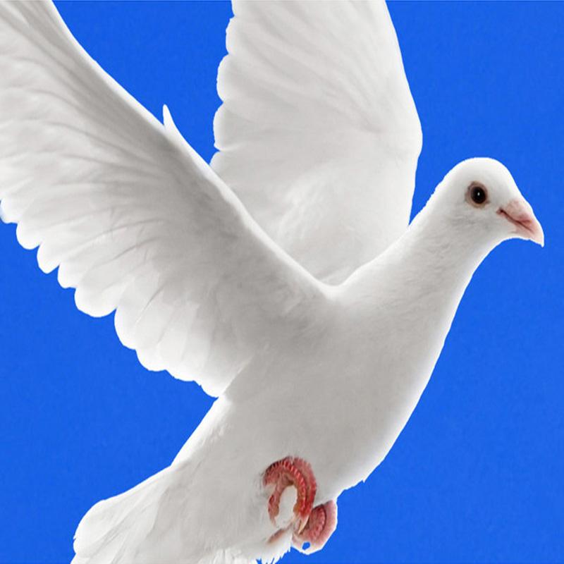 Fototapet Tavan 3D Cer albastru Nori albi Ramuri de flori Porumbei albi Pictură murală mare Decorare camera de zi