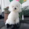 4PCS Breathable Dog Mesh Shoes Adjustable Anti-slip Pet Socks Pet Boots  Outdoor Walking