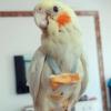 Parrot Diaper with Bowtie Cute Colorful Fruit Floral Cockatiel Pigeons Small Medium Large Pet Birds Flight Suit Clothes Washable