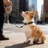 Dog Leash For Small Dogs Cat Automatic Retractable Durable Nylon Lead Puppy Outdoor Travel Walking Hiking Traction Rope