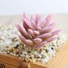 Beautifully Crafted Mini Artificial Succulents For Lifelike Home Office Decor