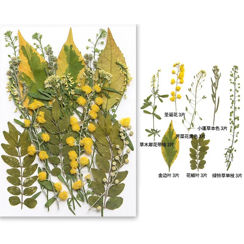 21PCS Set Dried Pressed Plants Leavse for Jewelry Resin Making Natural Green Leaves Flowers Material for DIY Supplies