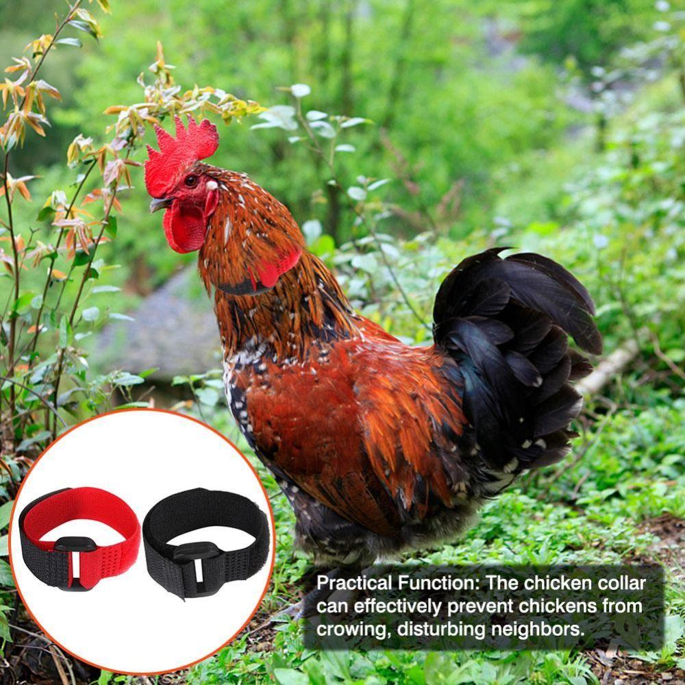 Supplies Poultry Neck Noise Free Neckband Collars Chicken Collar Anti-Hook No Crow Rooster Collar