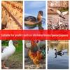 Automatic Drinking Bowl for Baby Chicks, Ducks, Geese, and Quails