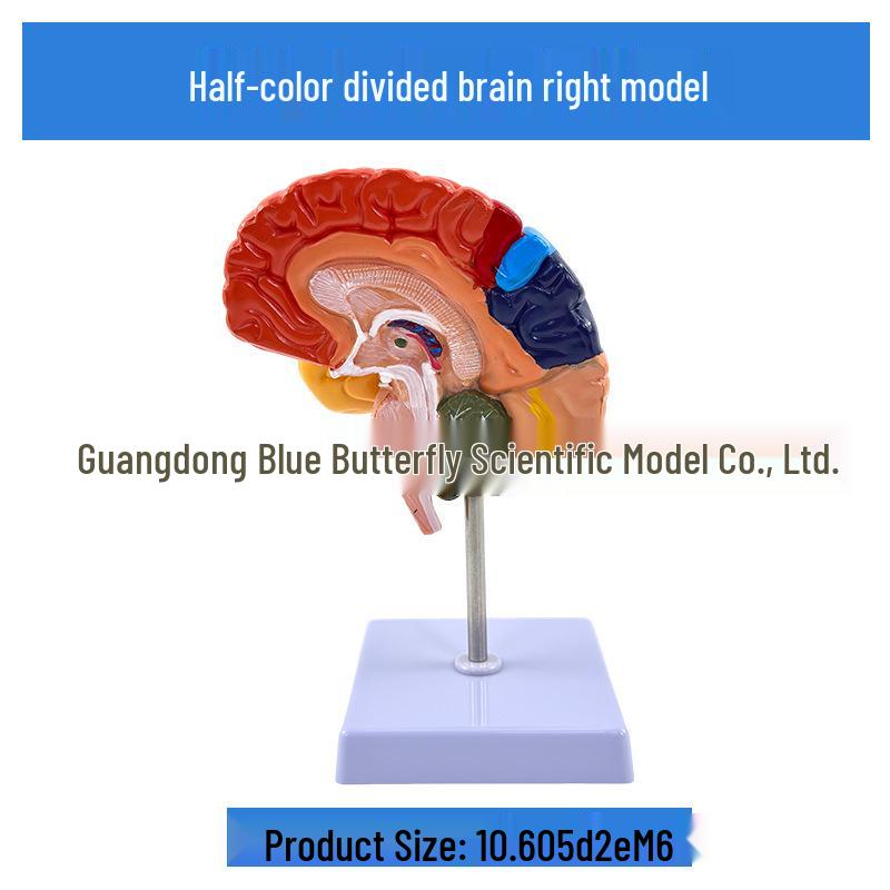 Color-Coded 1:1 Brain Function Partition Model - Teaching Simulation Tool