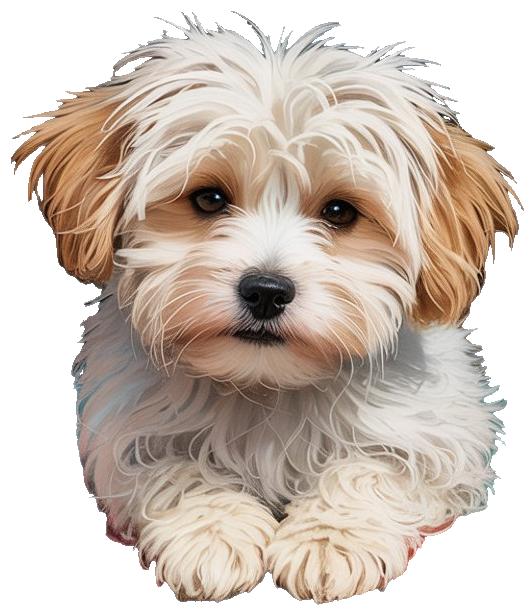 Fluffy Maltipoo On Plaid Fabric women's hoodies