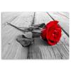 Canvas Print, Red Rose