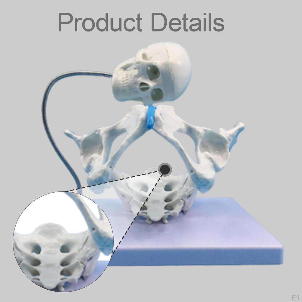 Weibliches Becken Strukturmodell, Gebärmutter Lehrmittel, 1:1 PVC-Liefermodell zum Studium