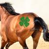 Set Equine Design Kit mit Glitzerpulver 12 Farben Schablonenpinsel Kleber DIY Showpferd